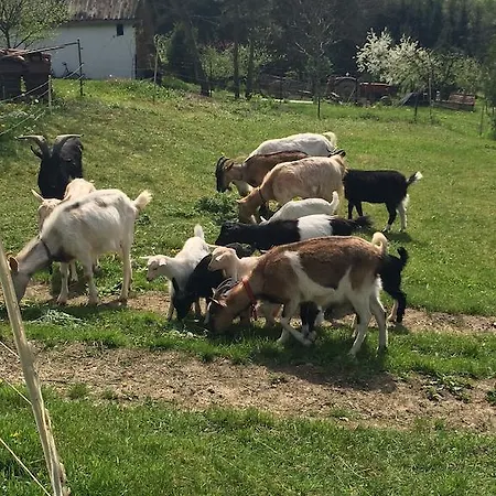 Erdőalja Apartamento *