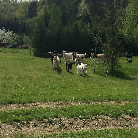 Erdőalja Apartamento *